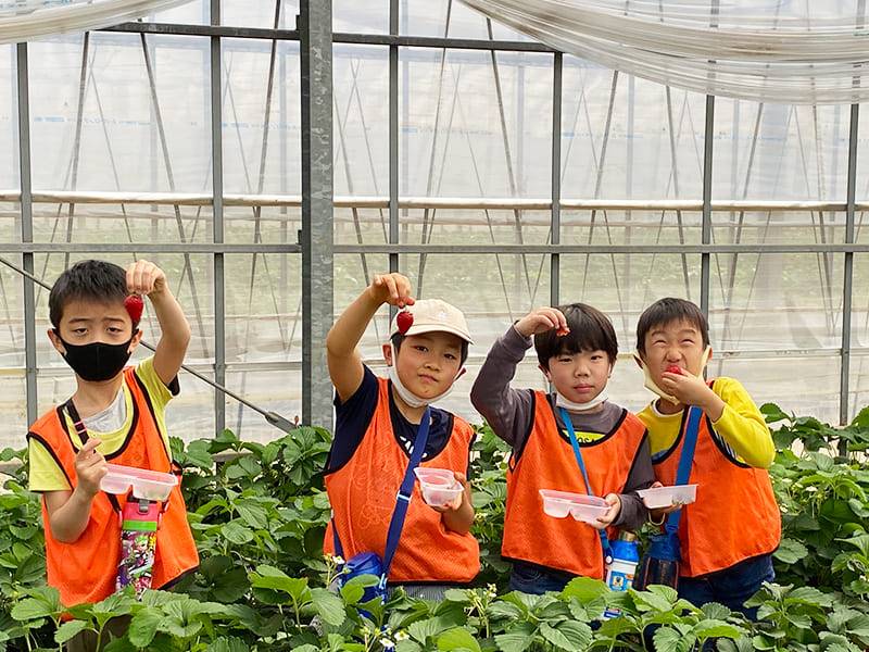 川崎市高津区の学童保育　イベント　いちご狩り